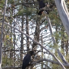 Calyptorhynchus lathami lathami at Bumbaldry, NSW - 30 Aug 2024 03:33 PM