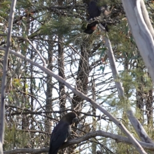 Calyptorhynchus lathami lathami at Bumbaldry, NSW - 30 Aug 2024