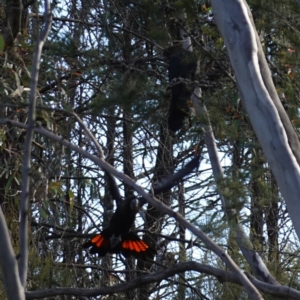 Calyptorhynchus lathami lathami at Bumbaldry, NSW - 30 Aug 2024