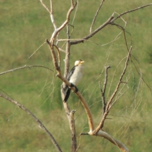 Microcarbo melanoleucos at Hume, ACT - 10 Feb 2024