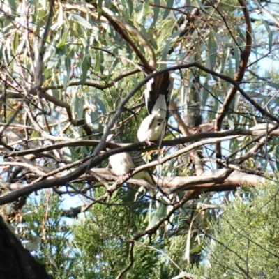 Geopelia placida (Peaceful Dove) at Bumbaldry, NSW - 30 Aug 2024 by RobG1