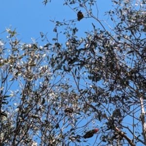 Callocephalon fimbriatum at Forrest, ACT - suppressed