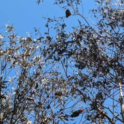 Callocephalon fimbriatum (Gang-gang Cockatoo) at Forrest, ACT - 3 Sep 2024 by JamesB