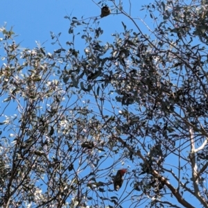 Callocephalon fimbriatum at Forrest, ACT - suppressed