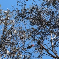 Callocephalon fimbriatum at Forrest, ACT - suppressed