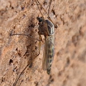 Chironomidae (family) at Lyneham, ACT - 3 Sep 2024