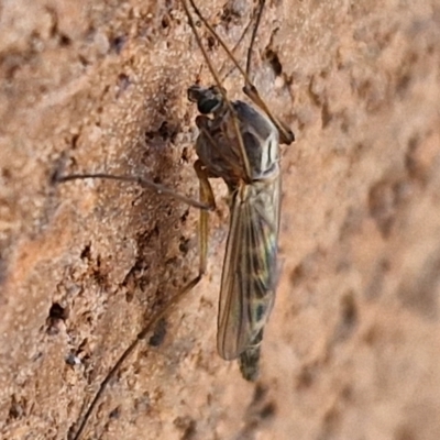 Chironomidae (family) (Non-biting Midge) at Lyneham, ACT - 3 Sep 2024 by trevorpreston