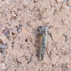 Chironomidae (family) at Lyneham, ACT - 3 Sep 2024