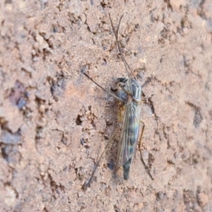 Chironomidae (family) at Lyneham, ACT - 3 Sep 2024