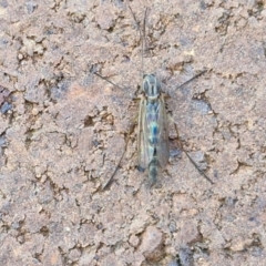 Chironomidae (family) at Lyneham, ACT - 3 Sep 2024 10:35 AM