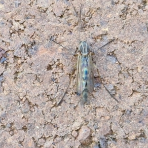 Chironomidae (family) at Lyneham, ACT - 3 Sep 2024