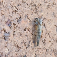 Chironomidae (family) at Lyneham, ACT - 3 Sep 2024 10:35 AM