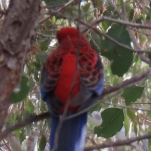 Platycercus elegans at Aranda, ACT - 2 Sep 2024 10:58 AM