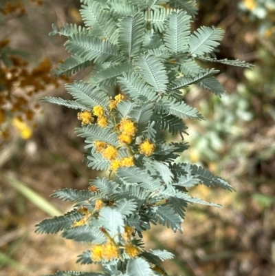 Acacia baileyana (Cootamundra Wattle, Golden Mimosa) at Aranda, ACT - 2 Sep 2024 by lbradley