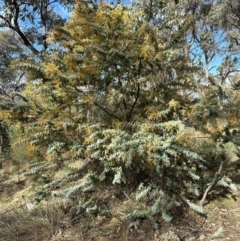 Acacia baileyana at Aranda, ACT - 2 Sep 2024 09:27 AM