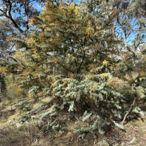 Acacia baileyana at Aranda, ACT - 2 Sep 2024 09:27 AM