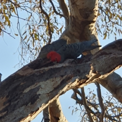 Callocephalon fimbriatum (Gang-gang Cockatoo) at Lyons, ACT - 2 Sep 2024 by jmcleod