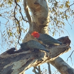 Callocephalon fimbriatum at Lyons, ACT - suppressed