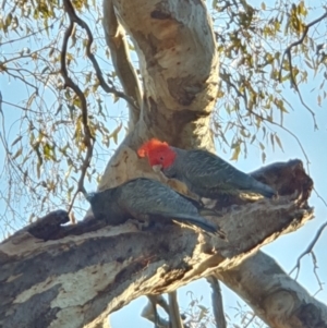 Callocephalon fimbriatum at Lyons, ACT - suppressed