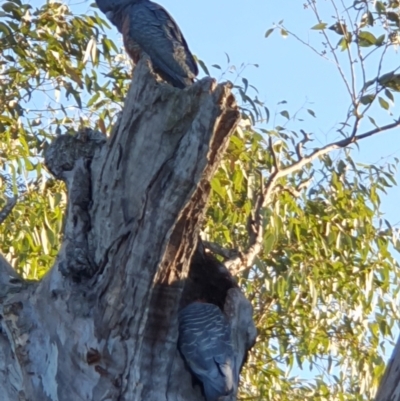 Callocephalon fimbriatum (Gang-gang Cockatoo) at Lyons, ACT - 2 Sep 2024 by jmcleod