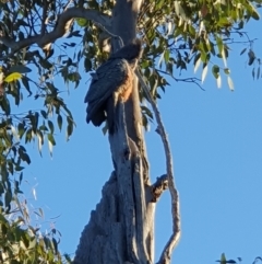 Callocephalon fimbriatum at Lyons, ACT - suppressed