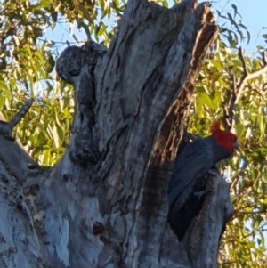 Callocephalon fimbriatum at Lyons, ACT - suppressed