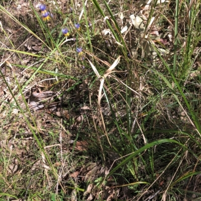 Dianella sp. at Kungala, NSW - 3 Sep 2024 by donnanchris