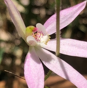 Caladenia carnea at Kungala, NSW - suppressed