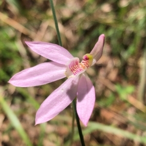 Caladenia carnea at Kungala, NSW - 3 Sep 2024