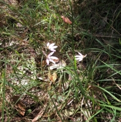 Caladenia carnea at Kungala, NSW - 3 Sep 2024