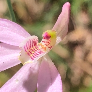 Caladenia carnea at Kungala, NSW - suppressed