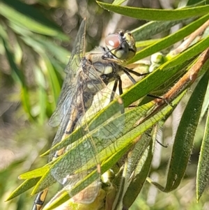 Hemicordulia tau at Acton, ACT - 3 Sep 2024