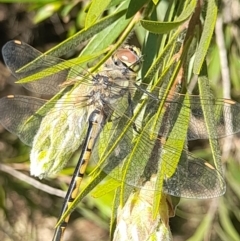 Hemicordulia tau at Acton, ACT - 3 Sep 2024