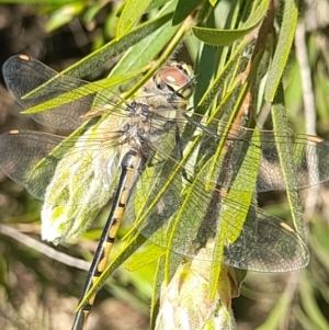 Hemicordulia tau at Acton, ACT - 3 Sep 2024