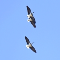 Threskiornis spinicollis (Straw-necked Ibis) at Strathnairn, ACT - 3 Sep 2024 by Thurstan