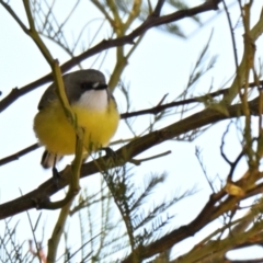 Gerygone olivacea (White-throated Gerygone) at Strathnairn, ACT - 3 Sep 2024 by Thurstan