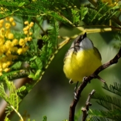 Gerygone olivacea at Strathnairn, ACT - 3 Sep 2024