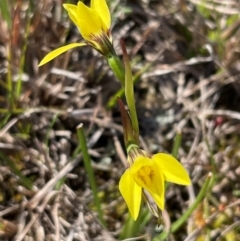 Diuris chryseopsis at Bonner, ACT - 3 Sep 2024