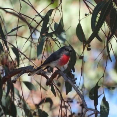 Petroica rosea (Rose Robin) at Chapman, ACT - 3 Sep 2024 by LineMarie