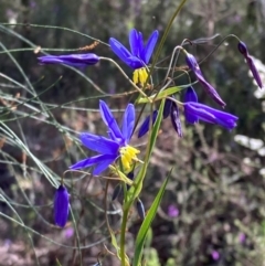 Stypandra glauca (Nodding Blue Lily) at Cowra, NSW - 29 Aug 2024 by AnneG1