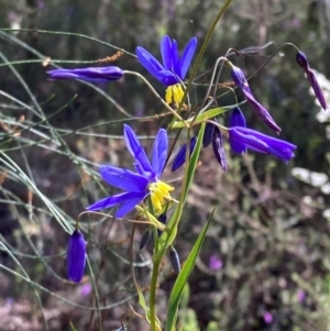 Stypandra glauca at Cowra, NSW - 29 Aug 2024