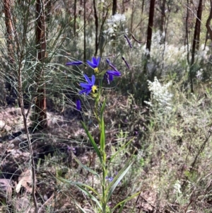 Stypandra glauca at Cowra, NSW - 29 Aug 2024