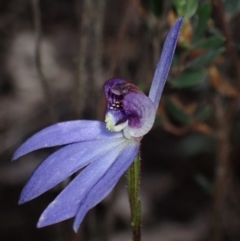 Cyanicula caerulea (Blue Fingers, Blue Fairies) at Cowra, NSW - 29 Aug 2024 by AnneG1