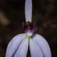 Cyanicula caerulea at Cowra, NSW - suppressed