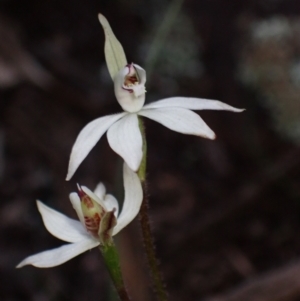 Caladenia fuscata at Cowra, NSW - suppressed