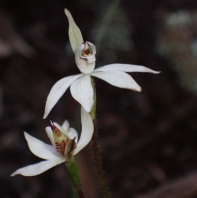 Caladenia fuscata (Dusky Fingers) at Cowra, NSW - 29 Aug 2024 by AnneG1