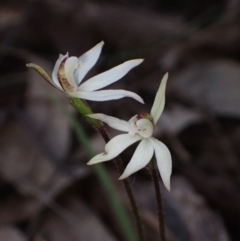 Caladenia fuscata at Cowra, NSW - suppressed