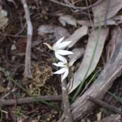 Caladenia fuscata at Cowra, NSW - suppressed