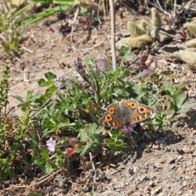 Junonia villida (Meadow Argus) at Chapman, ACT - 3 Sep 2024 by LineMarie