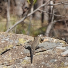 Egernia cunninghami (Cunningham's Skink) at Chapman, ACT - 3 Sep 2024 by LineMarie